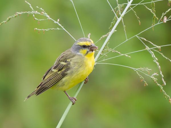 <h3><a href="/trips/tanzania/biota/animalia/chordata/aves/040 passeriformes/121 fringillidae/crithagra mozambica/crithagra mozambica-nl.html">Crithagra&nbsp;mozambica</a> / Yellow‑fronted&nbsp;canary / Mozambiquesijs</h3>OM-1 Mark II met OLYMPUS M.150-400mm F4.5 TC, 1/2000 sec  bij F5.6, ISO 10000, afstand 13.3&nbsp;m